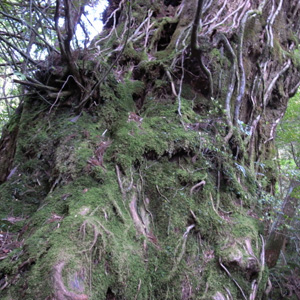 20090510_7